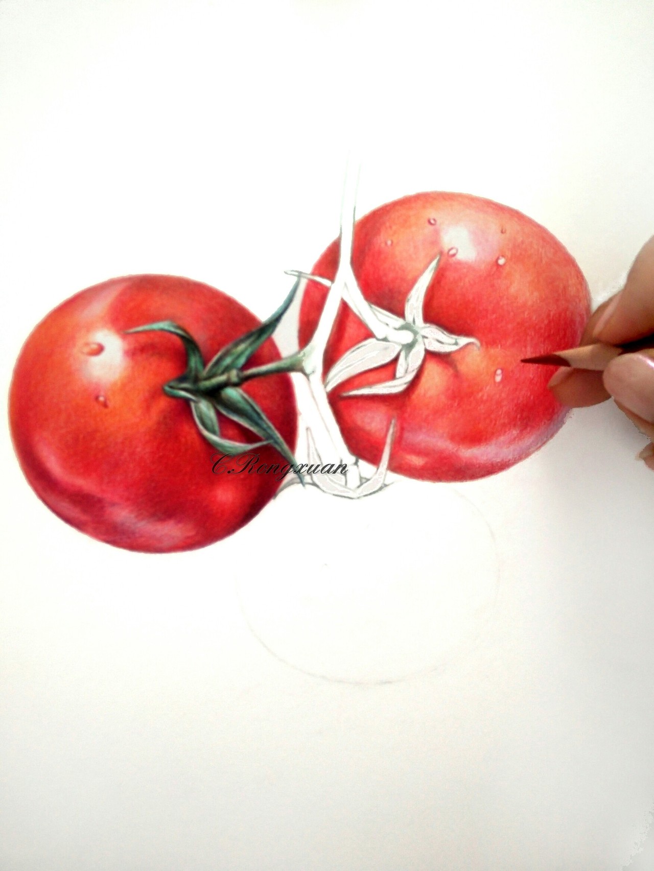 【溶萱手绘——彩铅蔬菜】tomato(ω)