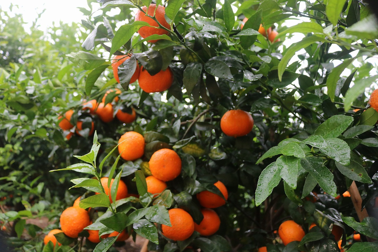 武鸣沃柑 老男人果品