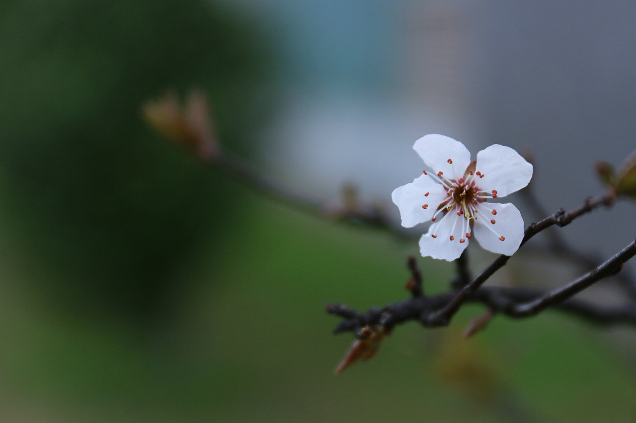 校园的杏花（图ZMTQ5Nzg0NTY4） - 产品摄影 - 站酷设计师呀Cape原创素材 - 站酷ZCOOL