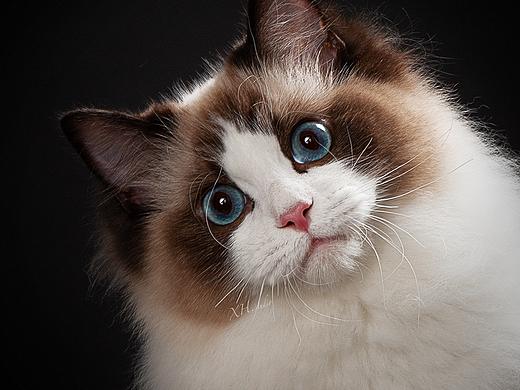 合集八【小哈寵物攝影】（個(gè)人主頁-ZNTUwMzcyMTY=） - 寵物攝影 - 站酷設(shè)計(jì)師小哈_ZwQ原創(chuàng)素材 - 站酷ZCOOL