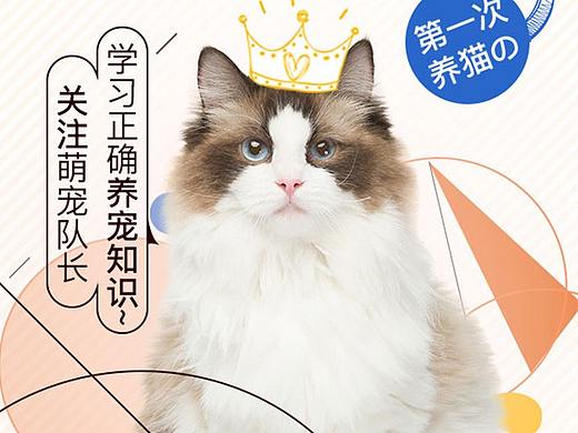 宠物百科H5 喵~（个人主页-ZMzgxMDIwMDg=） - 其他平面 - 站酷设计师荫有荷华原创素材 - 站酷ZCOOL