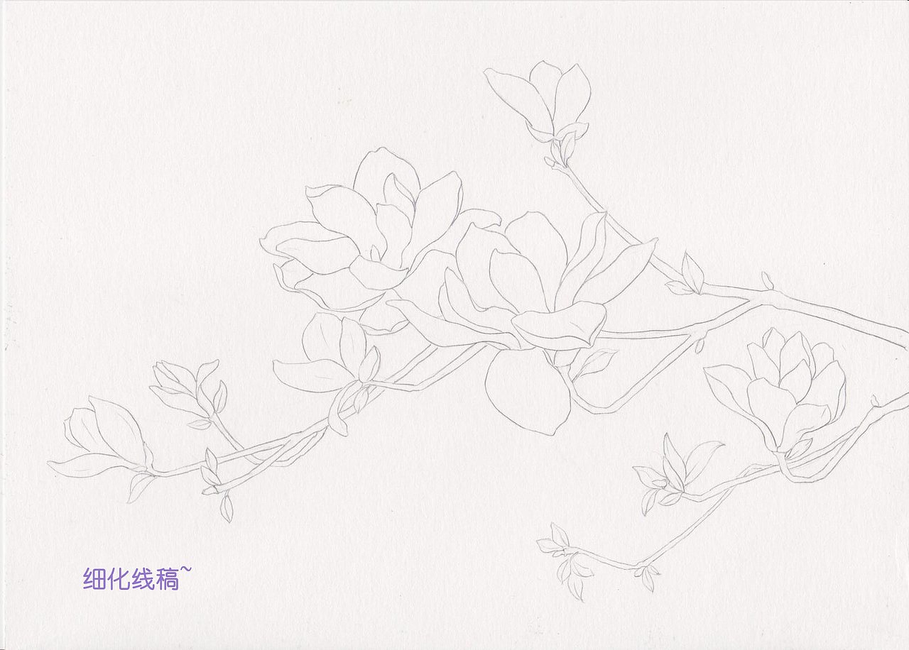 《二十四番花信風》水彩花卉繪畫技法——望春篇（圖ZNTI3ODgyNDQ=） - 商業(yè)插畫 - 站酷設計師吳都Jasmine原創(chuàng)素材 - 站酷ZCOOL