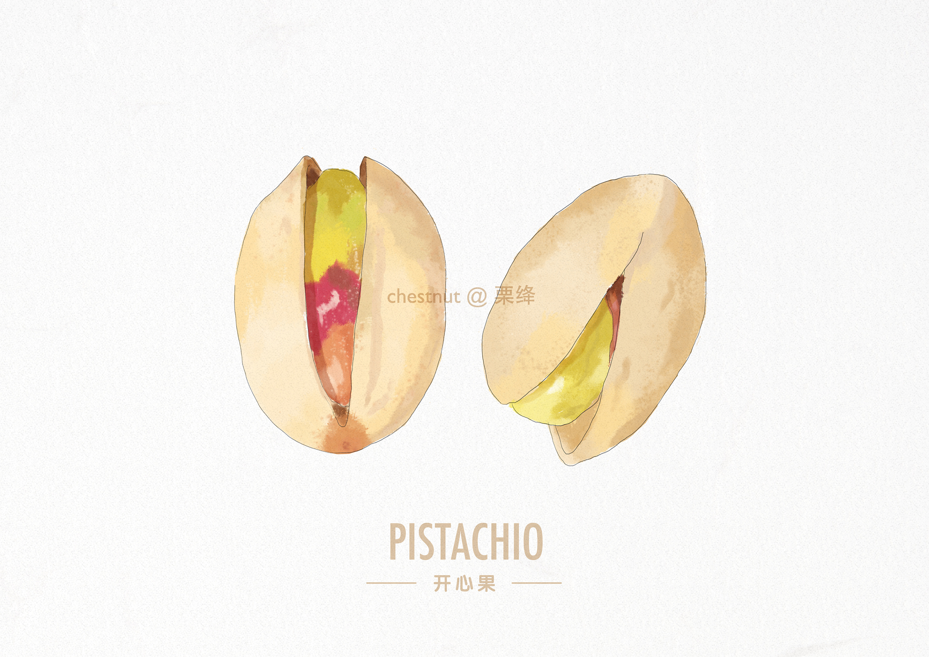 手绘水彩风格坚果一组