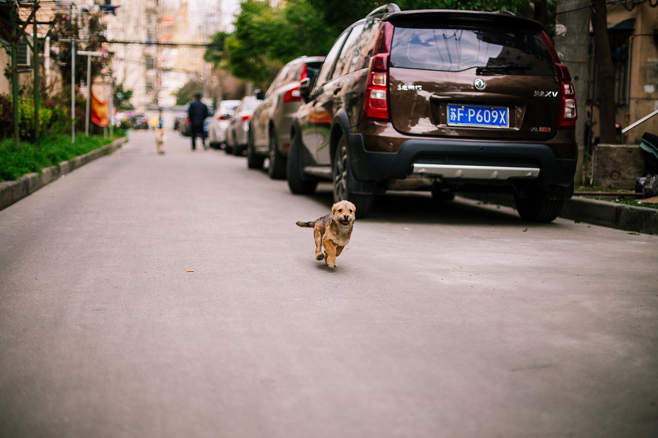 院子里的小猫小狗|摄影|动物|Lee禄通 - 原创作品 - 站酷 (ZCOOL)