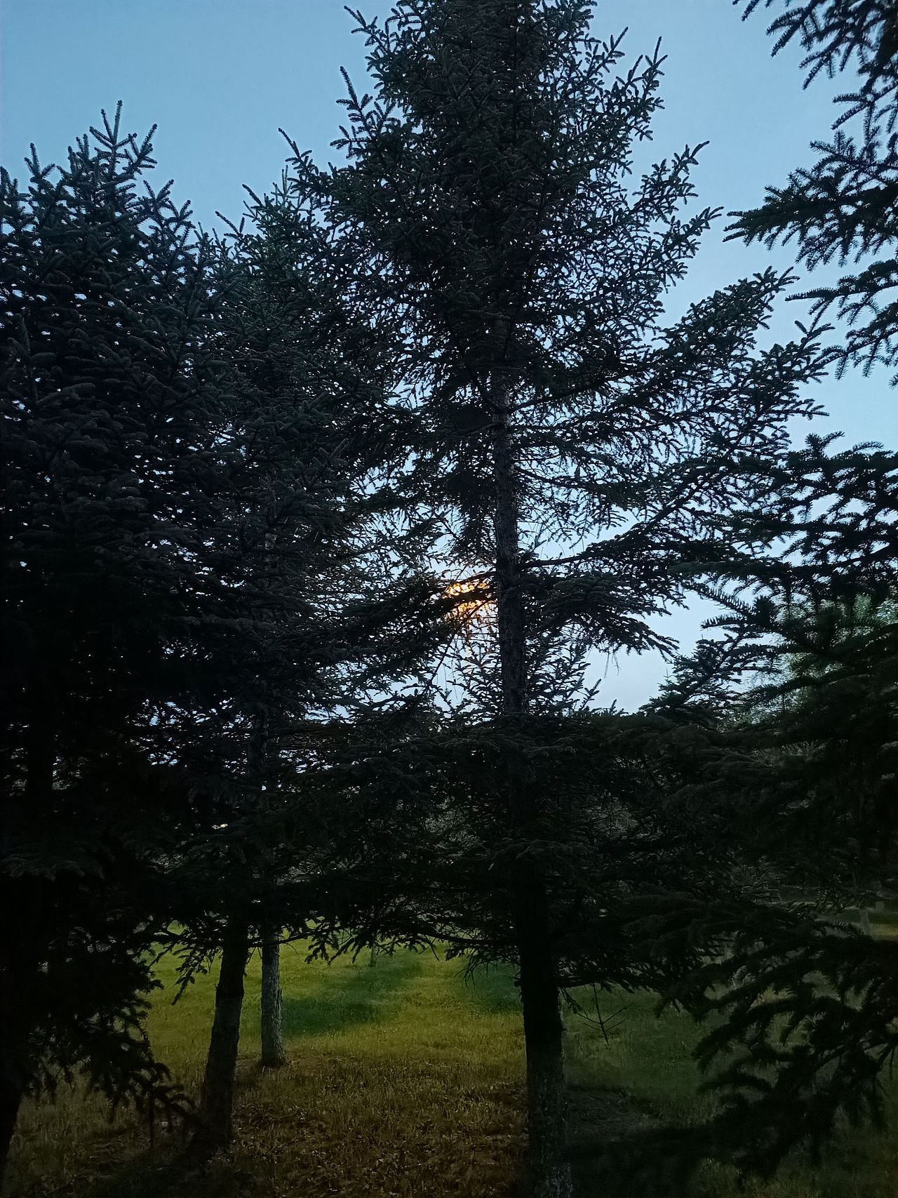 #唤醒相册 镜头里的多巴胺 《树》