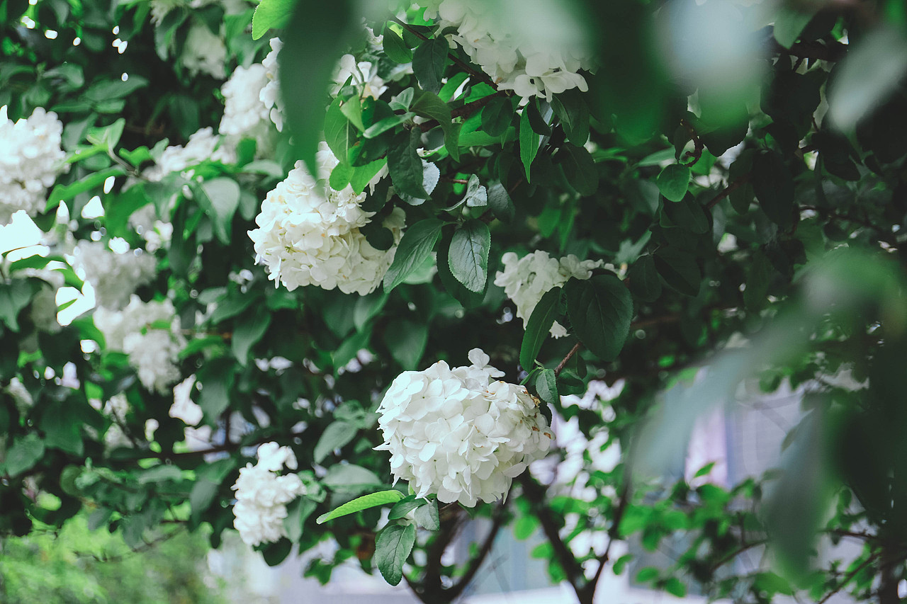 盼夏（图ZMTU2MDkwODQw） - 风光摄影 - 站酷设计师阿双爱拍照原创素材 - 站酷ZCOOL