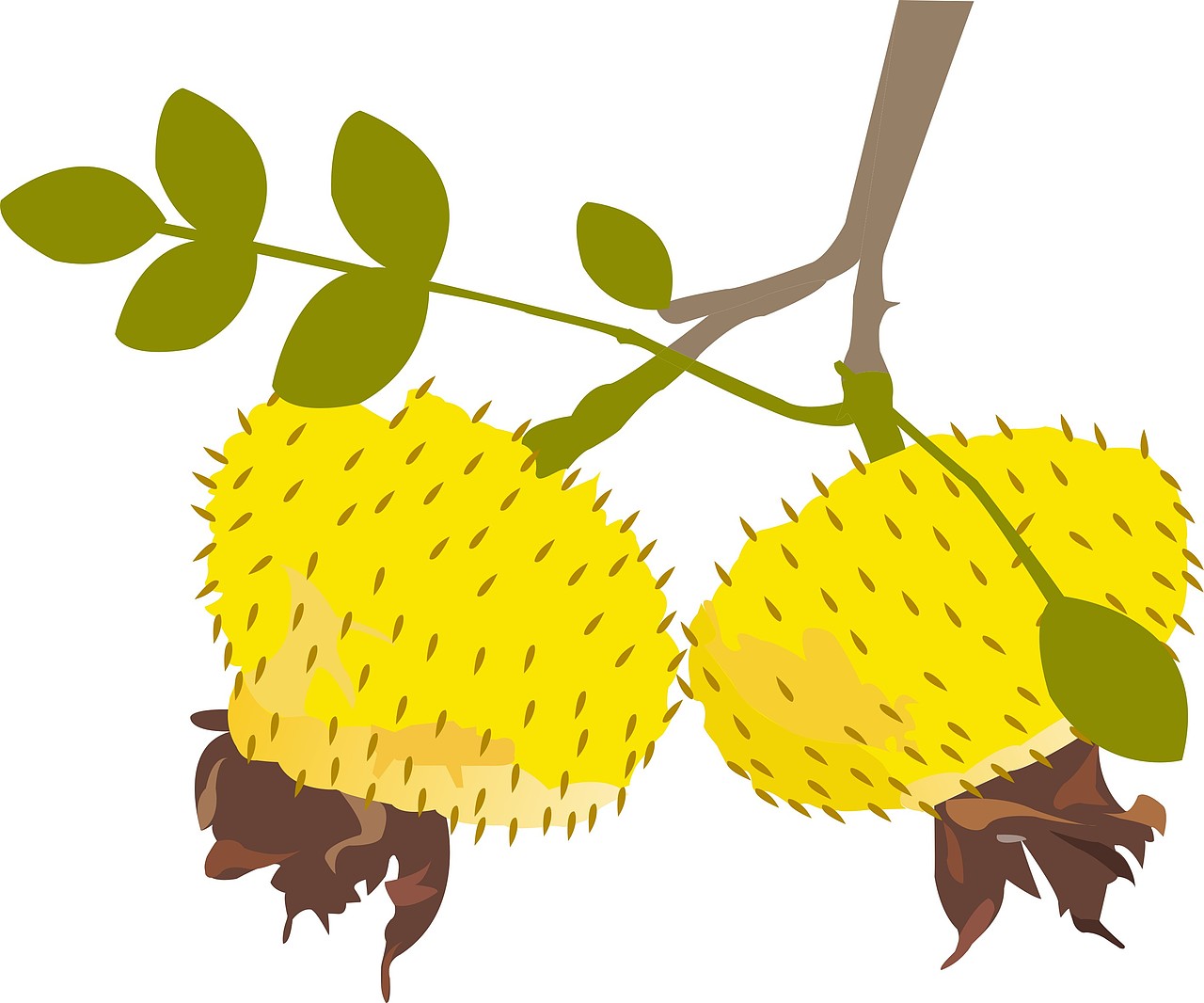 刺梨果插画_小黄32-站酷zcool