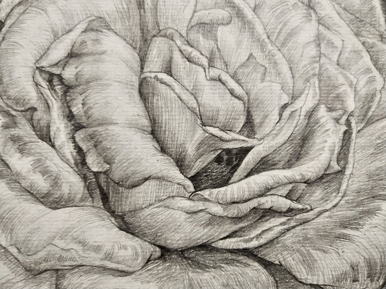 铅笔创作-锈色月季