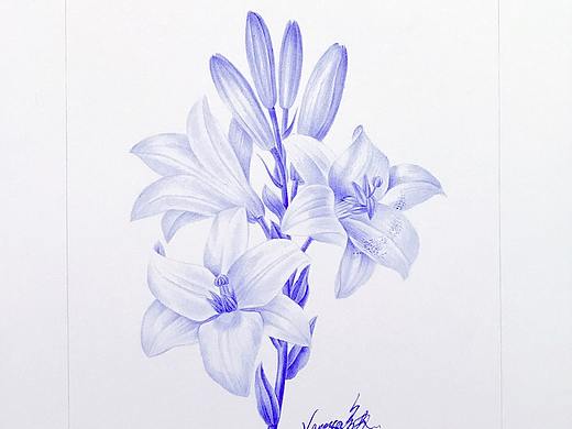 圆珠笔画《百合花》-带步骤