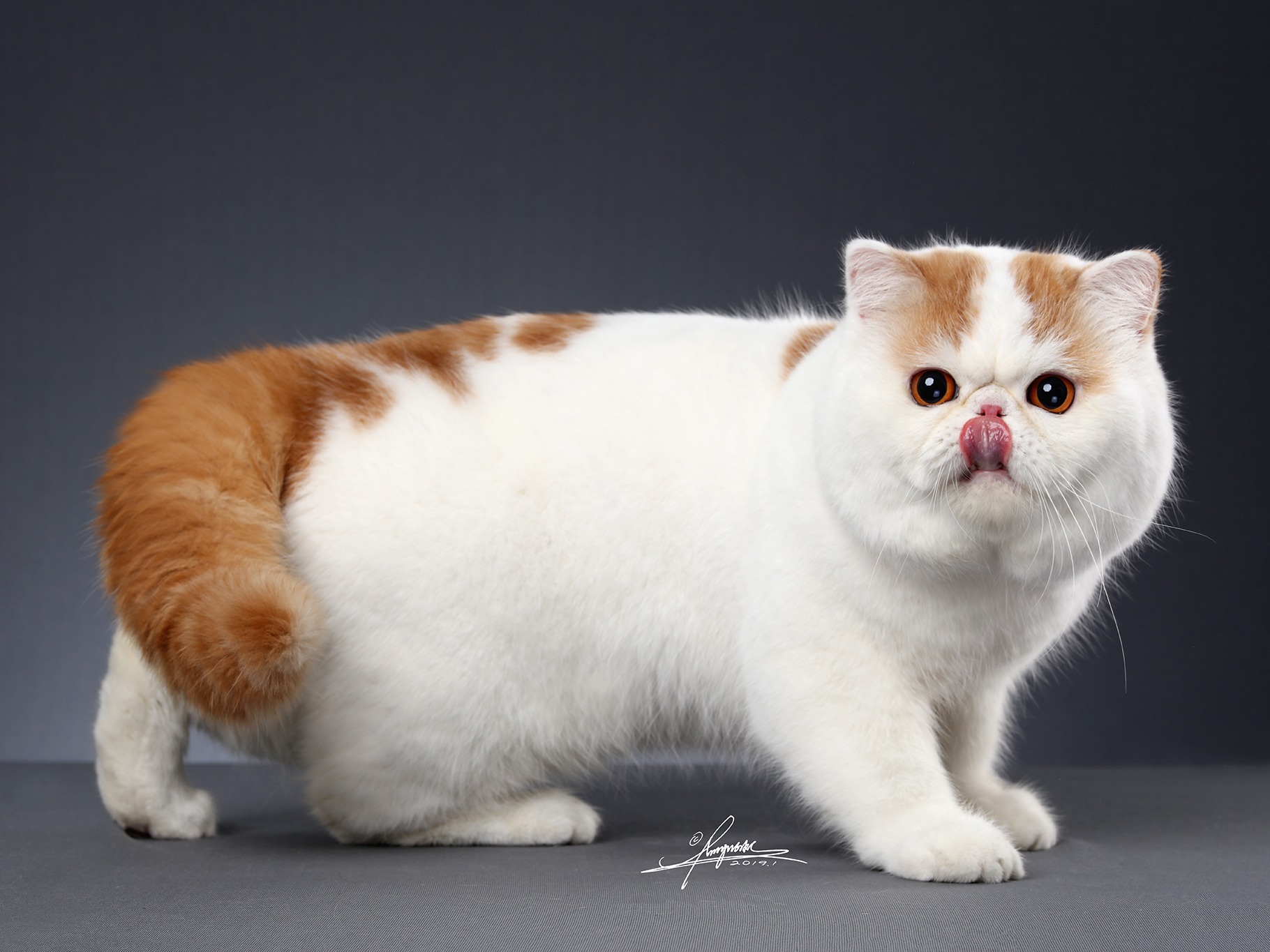 异国短毛猫amyworks,拍摄于山东青岛