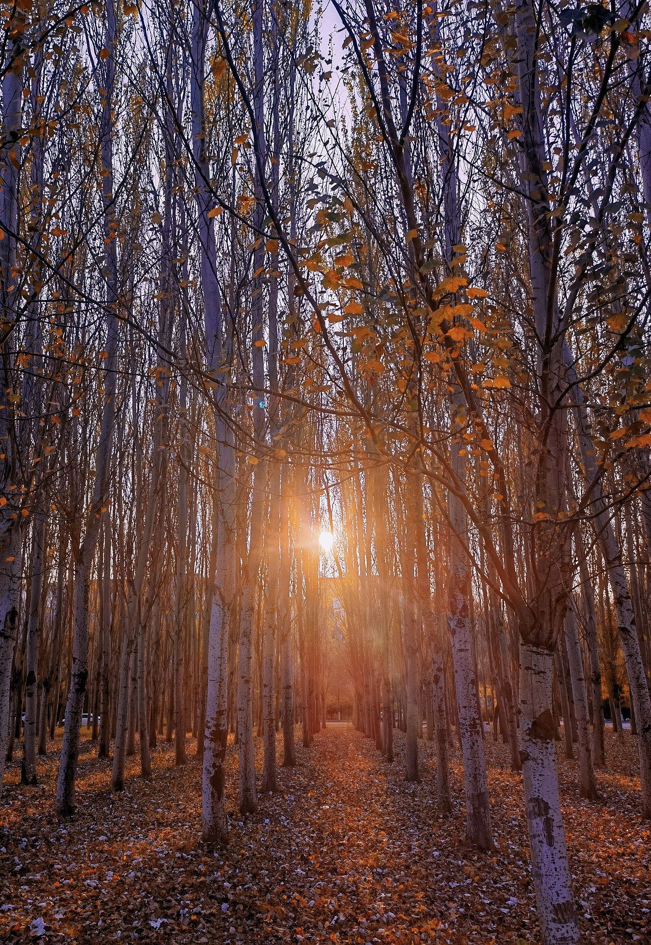 沈阳师范大学(2)风景没放全看主页上篇