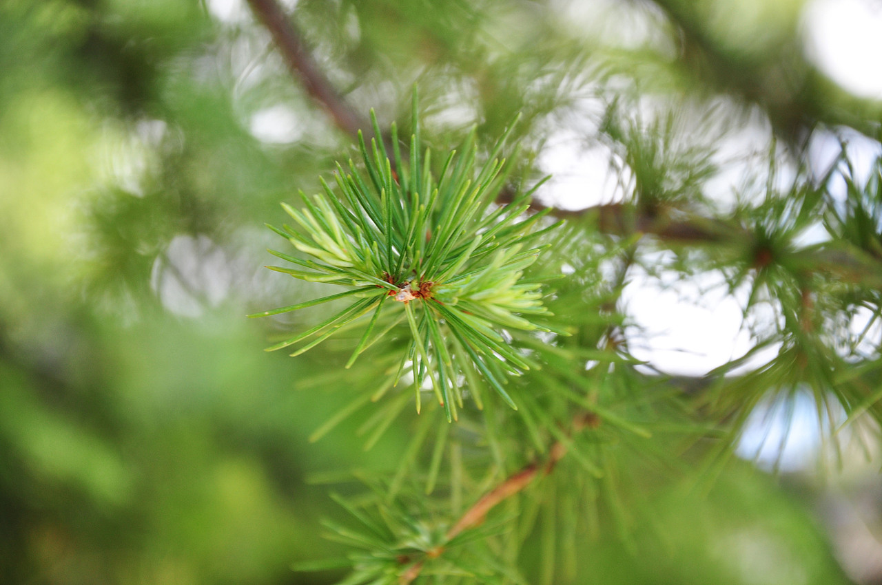 【Repubblica Italiana】