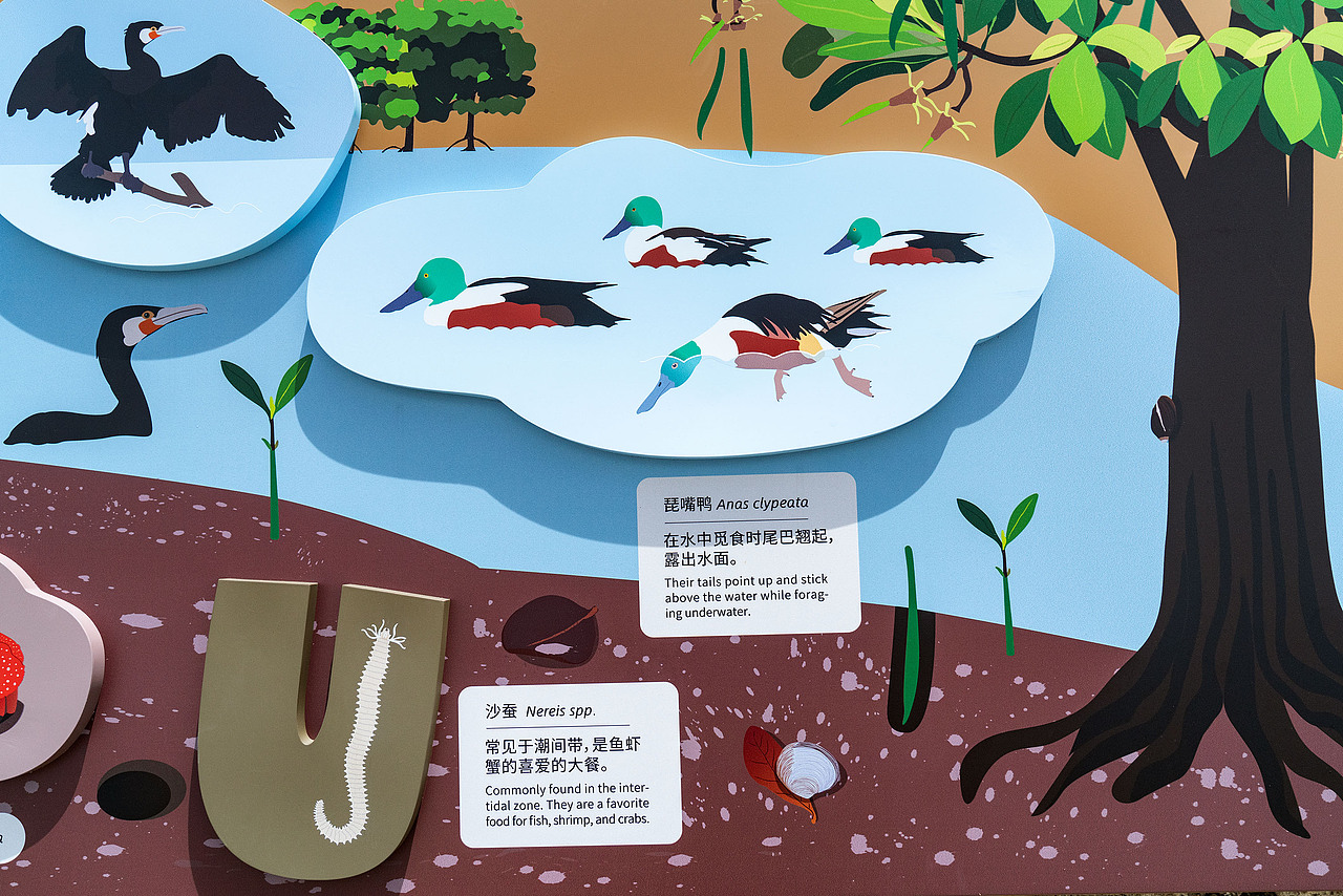 深圳湾公园湿地主题解说牌(图ZMjk1MDM5MzAw) - 图案 - 站酷设计师tofu豆腐原创素材 - 站酷ZCOOL