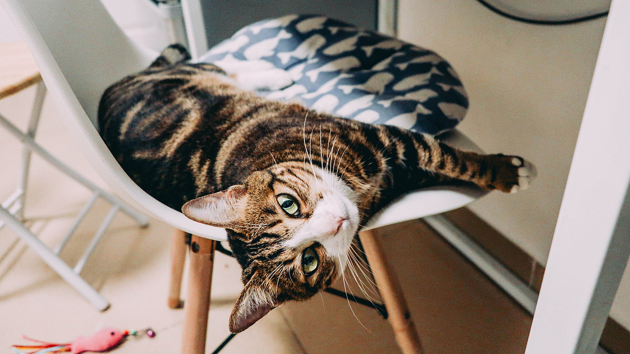 二狗子#猫#