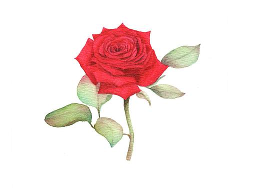 红玫瑰