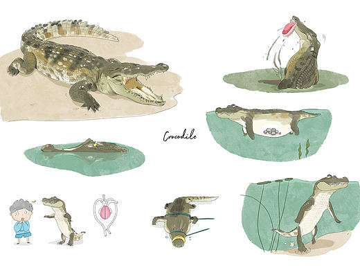 鳄鱼科普插画