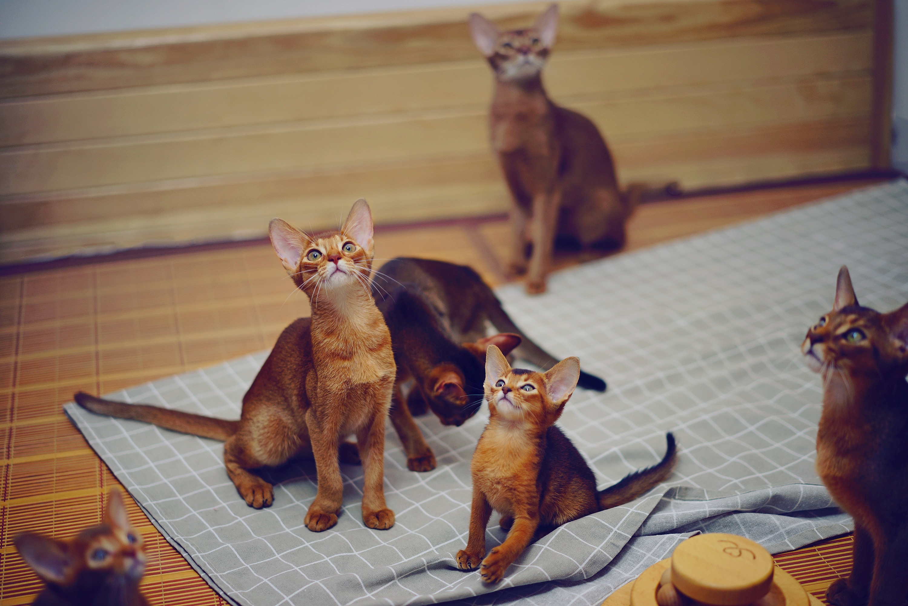 摄影| 阿比西尼亚猫