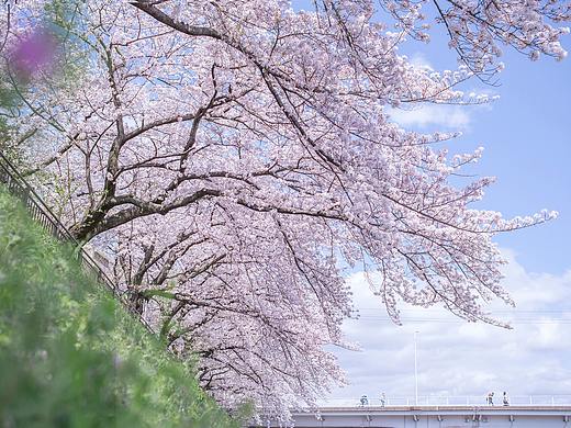 京都 樱花