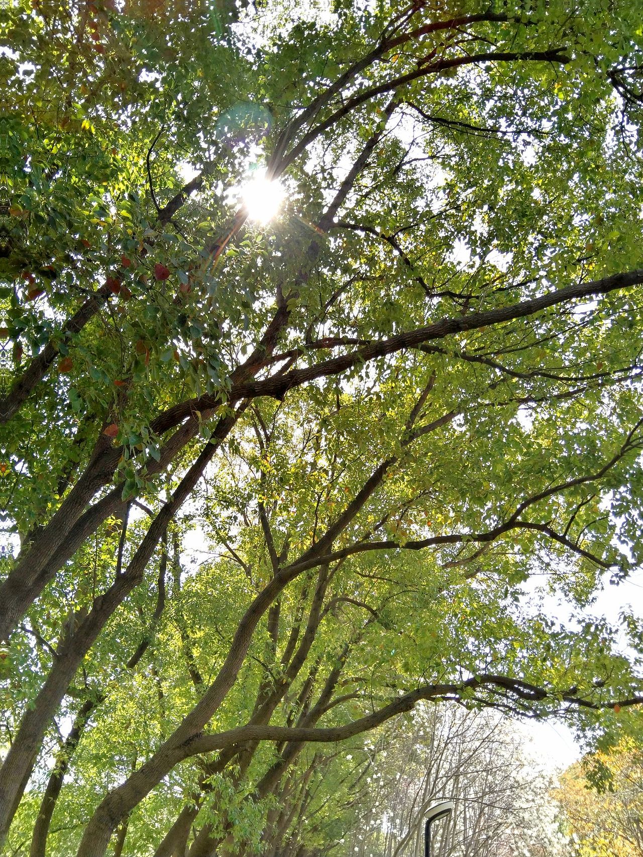 3月实拍！宝山.虎林园（图ZMzY0ODMzMjYw） - 风光摄影 - 站酷设计师东逛西摄原创素材 - 站酷ZCOOL