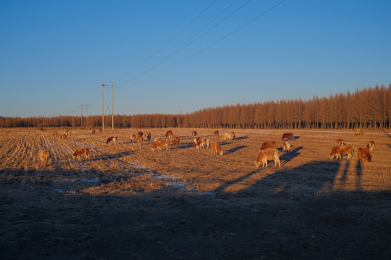 寻找-32度的乌兰布统