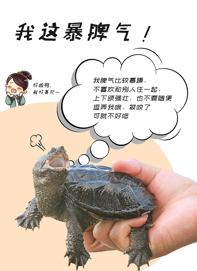 漫画风格北美小鳄龟乌龟水族详情页