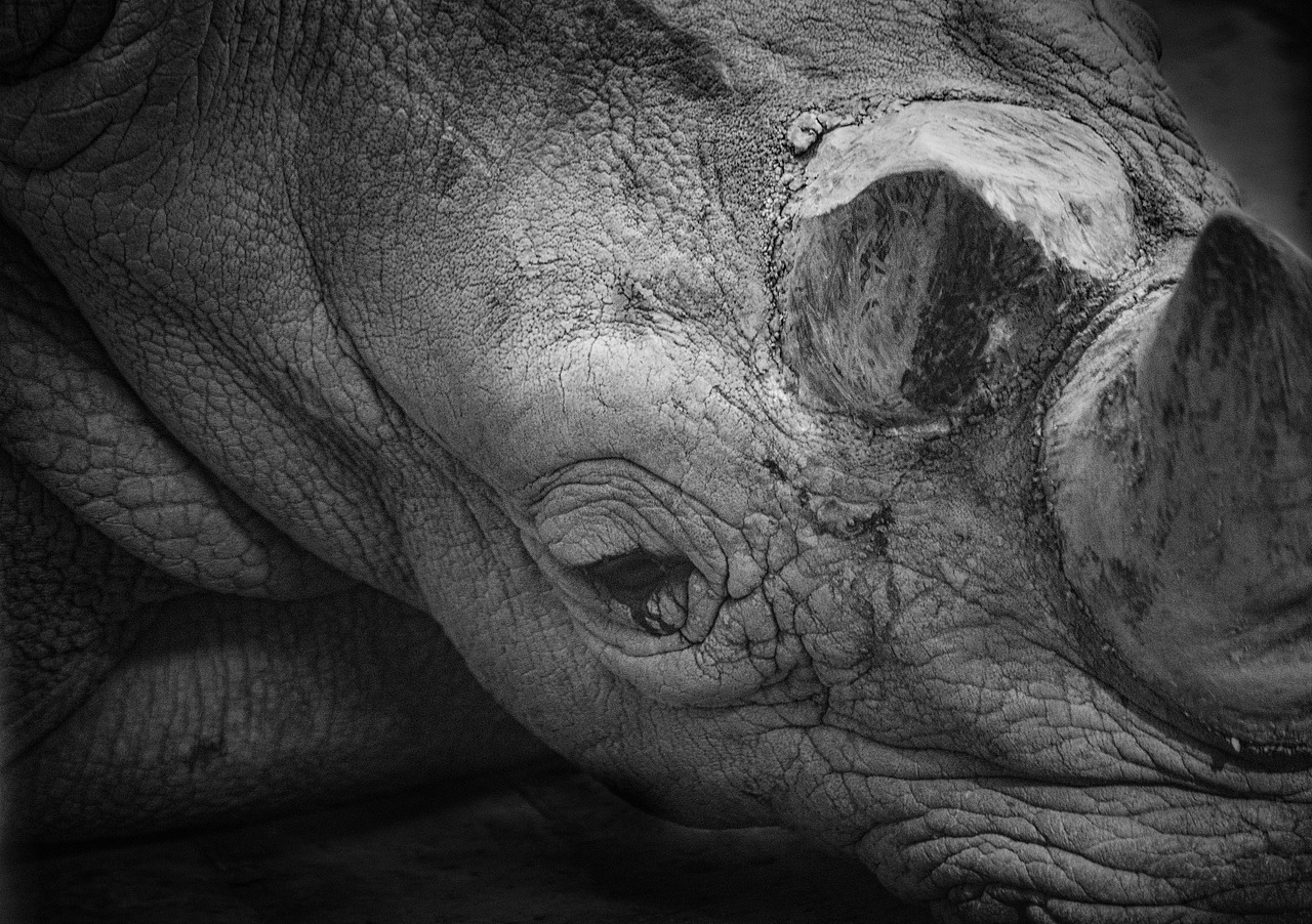 動(dòng)物攝影 （動(dòng)物園一日游）（圖ZNjkwNDM4Mjg=） - 寵物攝影 - 站酷設(shè)計(jì)師Max_ivan原創(chuàng)素材 - 站酷ZCOOL