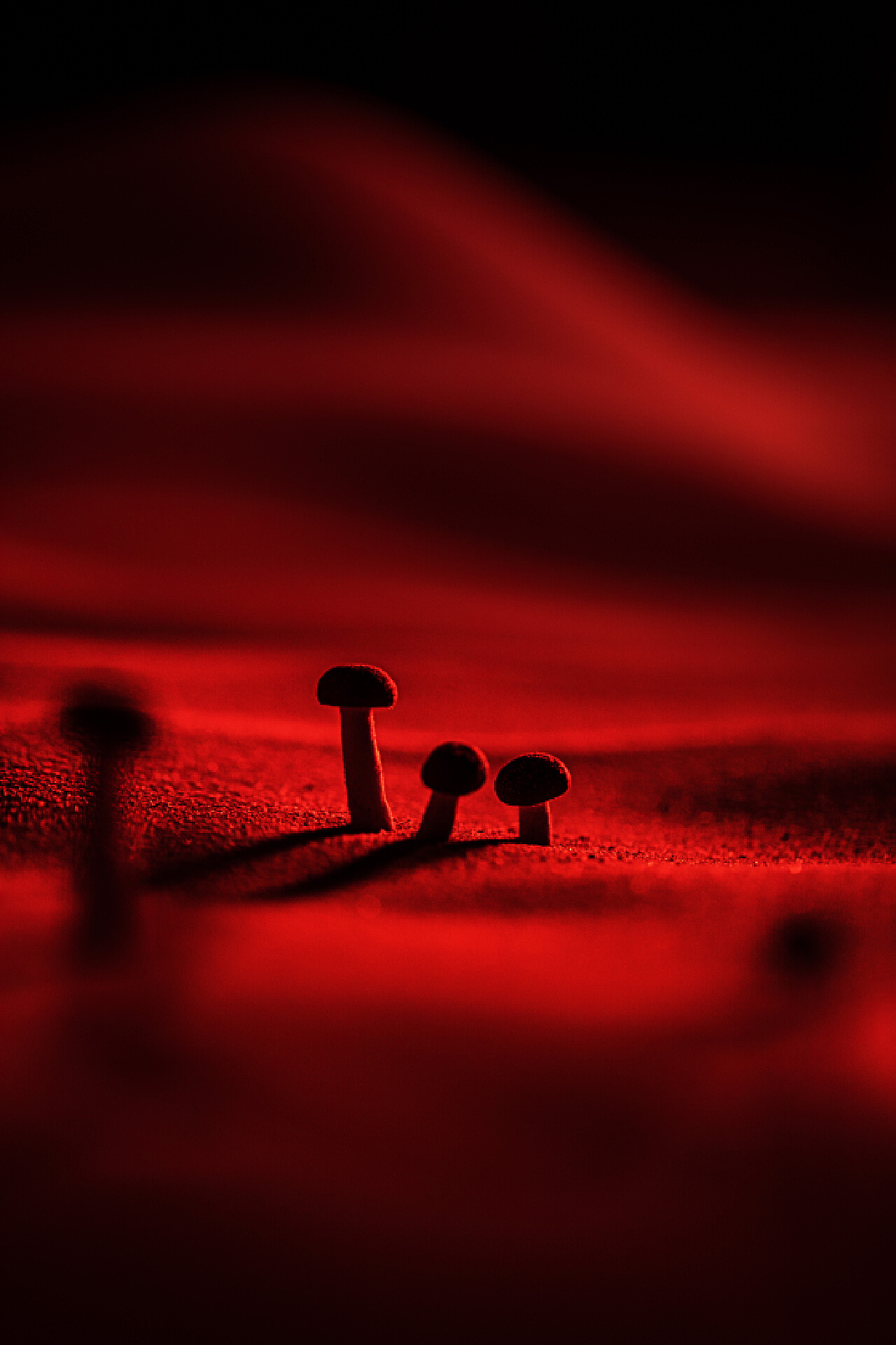 沙漠蘑菇 快乐如同虚幻的沙漠|Photography|product|jackzou7_Original作品-站酷ZCOOL