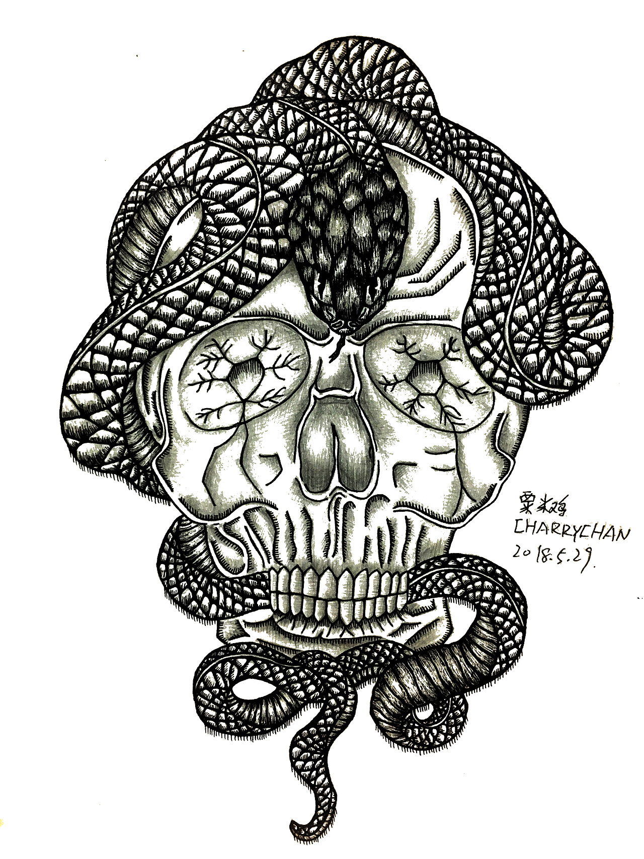 骷髅蛇 装饰图案(临摹,再进行更改)