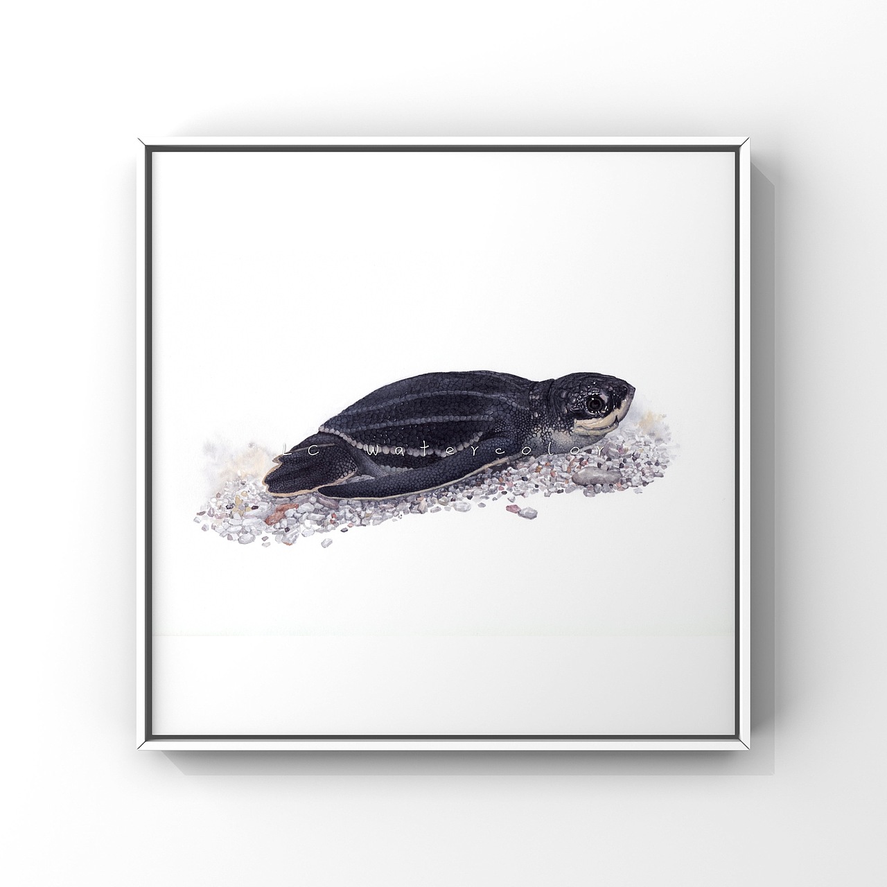 水彩写实动物—龟龟出壳系列