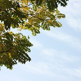 玛蒙的头像