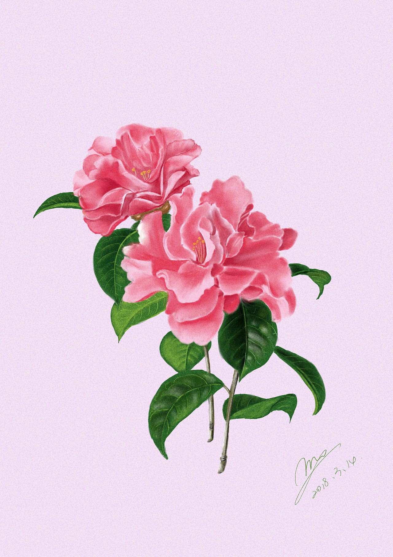 板绘——植物篇_莫莫狐-站酷zcool