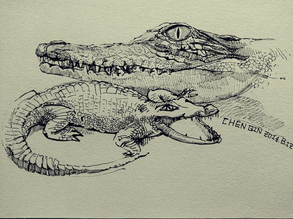 鳄鱼