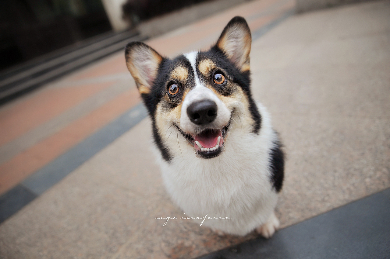 我猜我们见过面.恩?【动物摄影师何某某个人作品2】