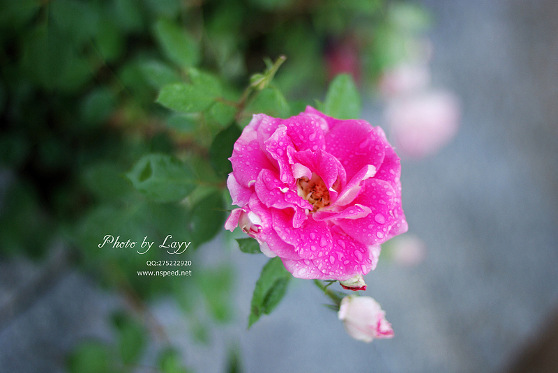 《雨》Part - 2 # layy的时光机 #