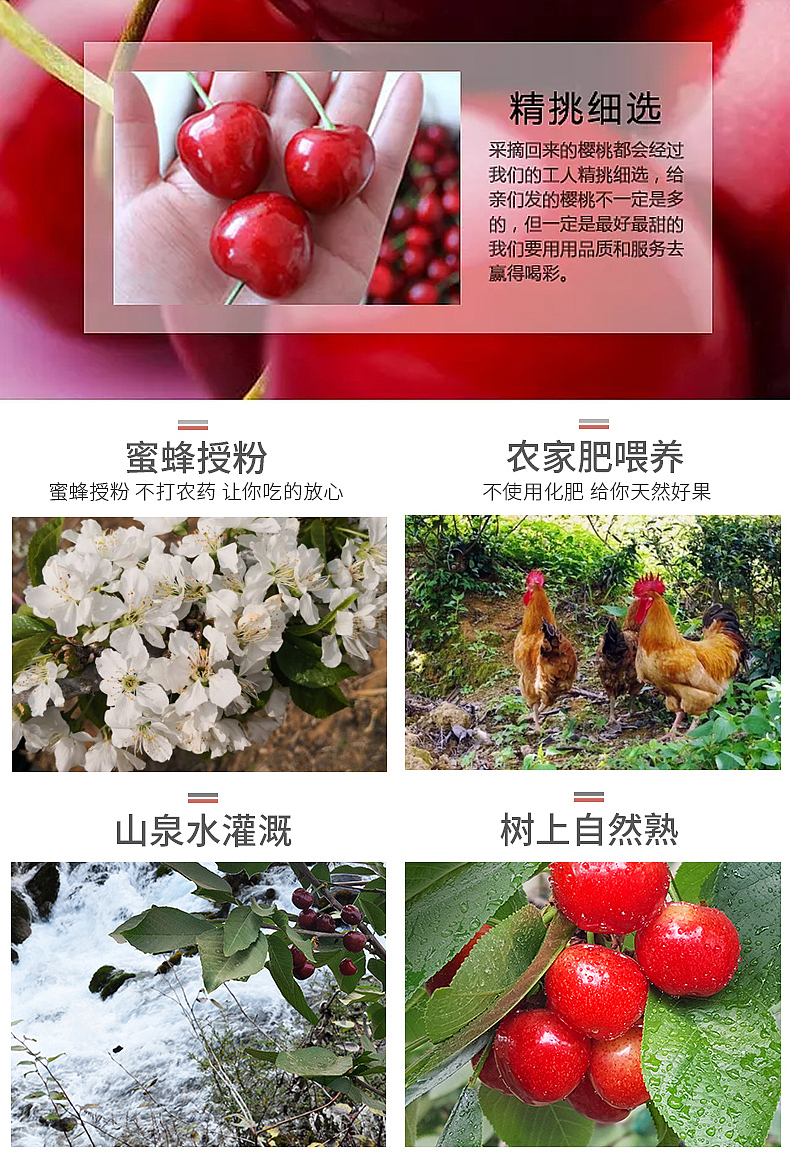 大樱桃详情 淘宝天猫坑多多详情