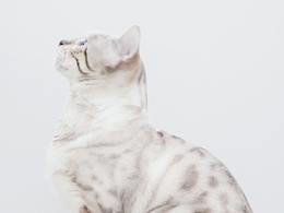 宠物摄影
