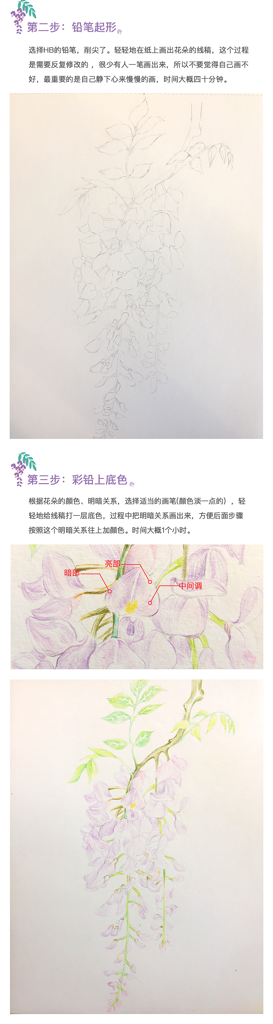 彩铅紫藤怎么画?