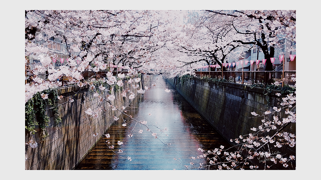 東京の櫻花，爛漫的年華（圖ZMTA5NTA3NzE2） - 風光攝影 - 站酷設計師Miss_Mo原創(chuàng)素材 - 站酷ZCOOL