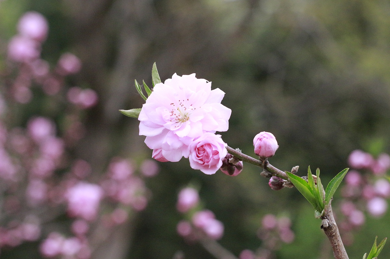 春天里花草摄影