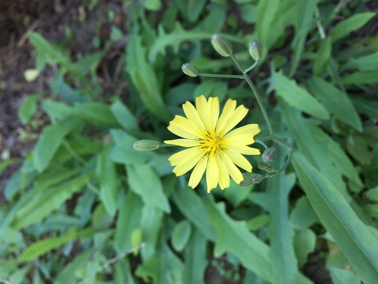 一草一木一花一世界