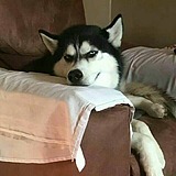 柠檬树下的猫的头像