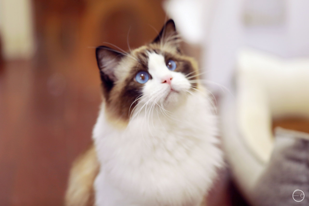 名为克里斯的布偶-宠物写真（图ZMjY4NzA5Mzcy） - 宠物摄影 - 站酷设计师搞绘画的白小白原创素材 - 站酷ZCOOL