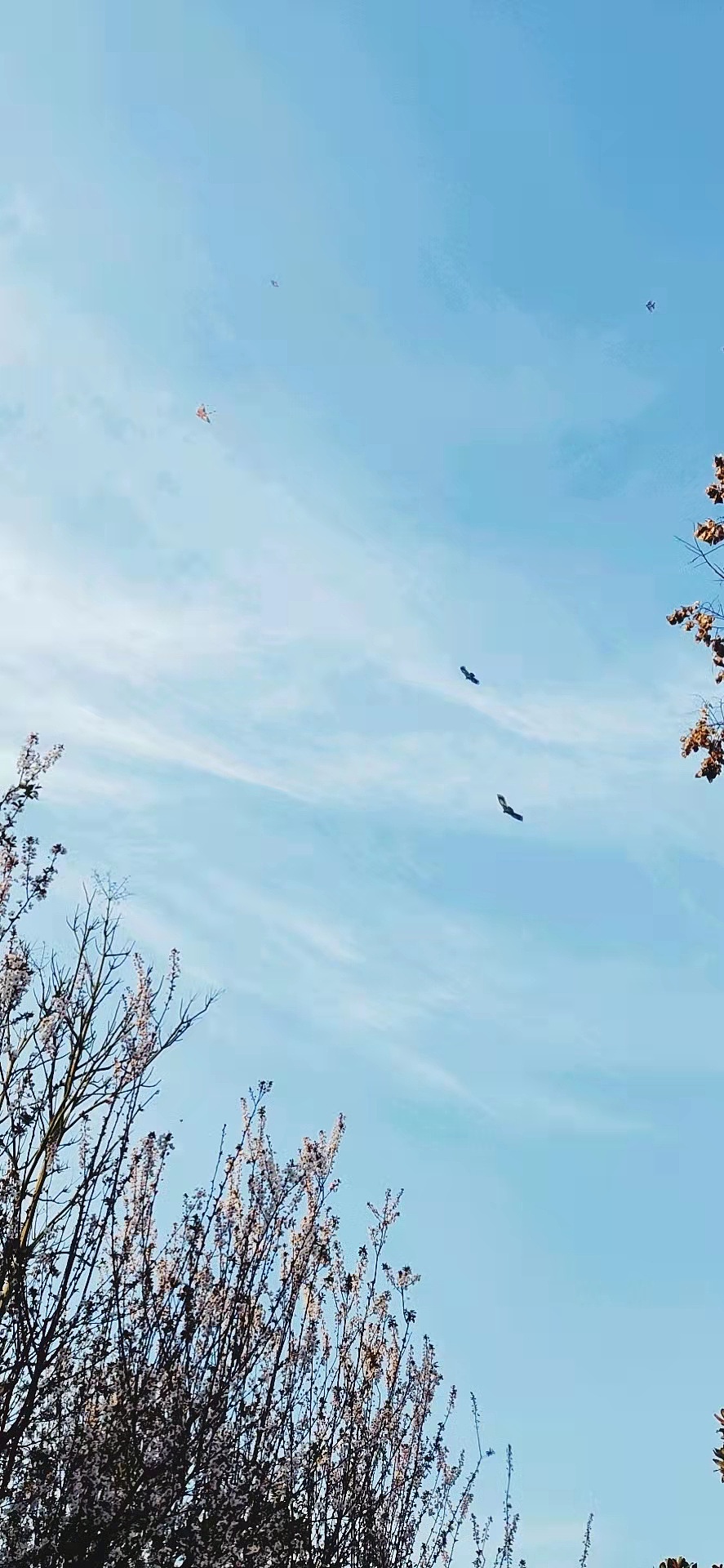 放飞·春日（图ZMjkzMTkyODY0） - 风光摄影 - 站酷设计师木本尘原创素材 - 站酷ZCOOL