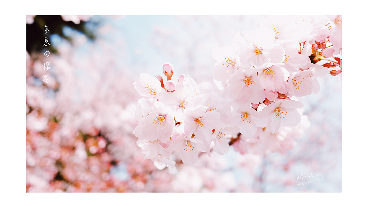東京の櫻花，爛漫的年華（圖ZMTA5NTA3Njky） - 風光攝影 - 站酷設計師Miss_Mo原創(chuàng)素材 - 站酷ZCOOL