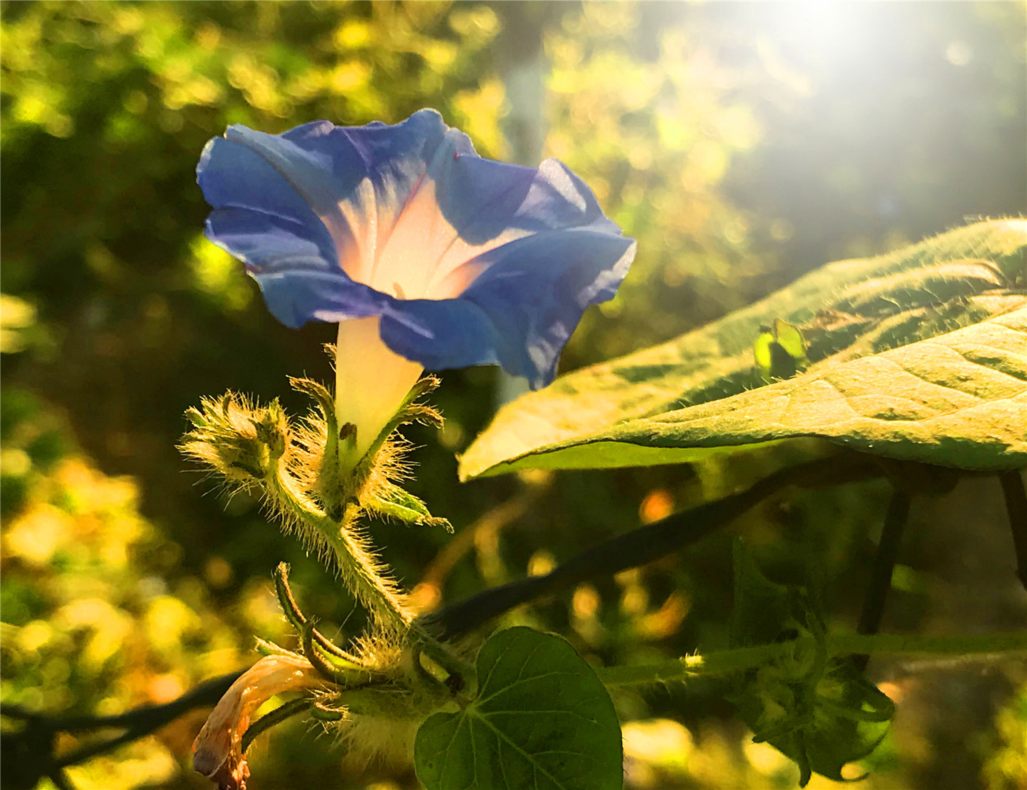 刘勇良手机纪实摄影:喇叭花开的早晨