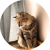 我的猫叫陈小橘的头像