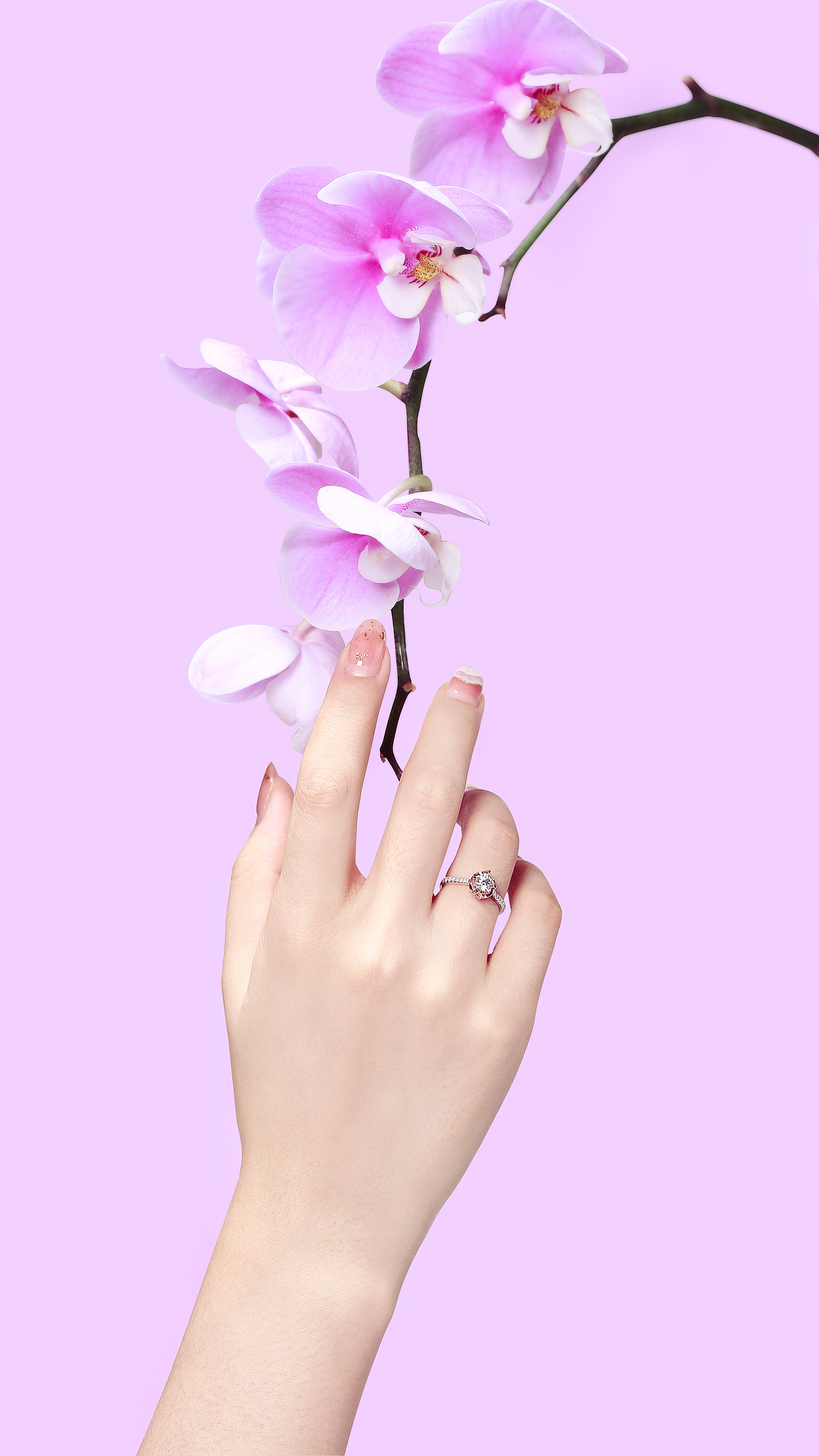 蝴蝶兰系列·｜珠宝创意图拍摄-产品摄影-珠宝首饰｜