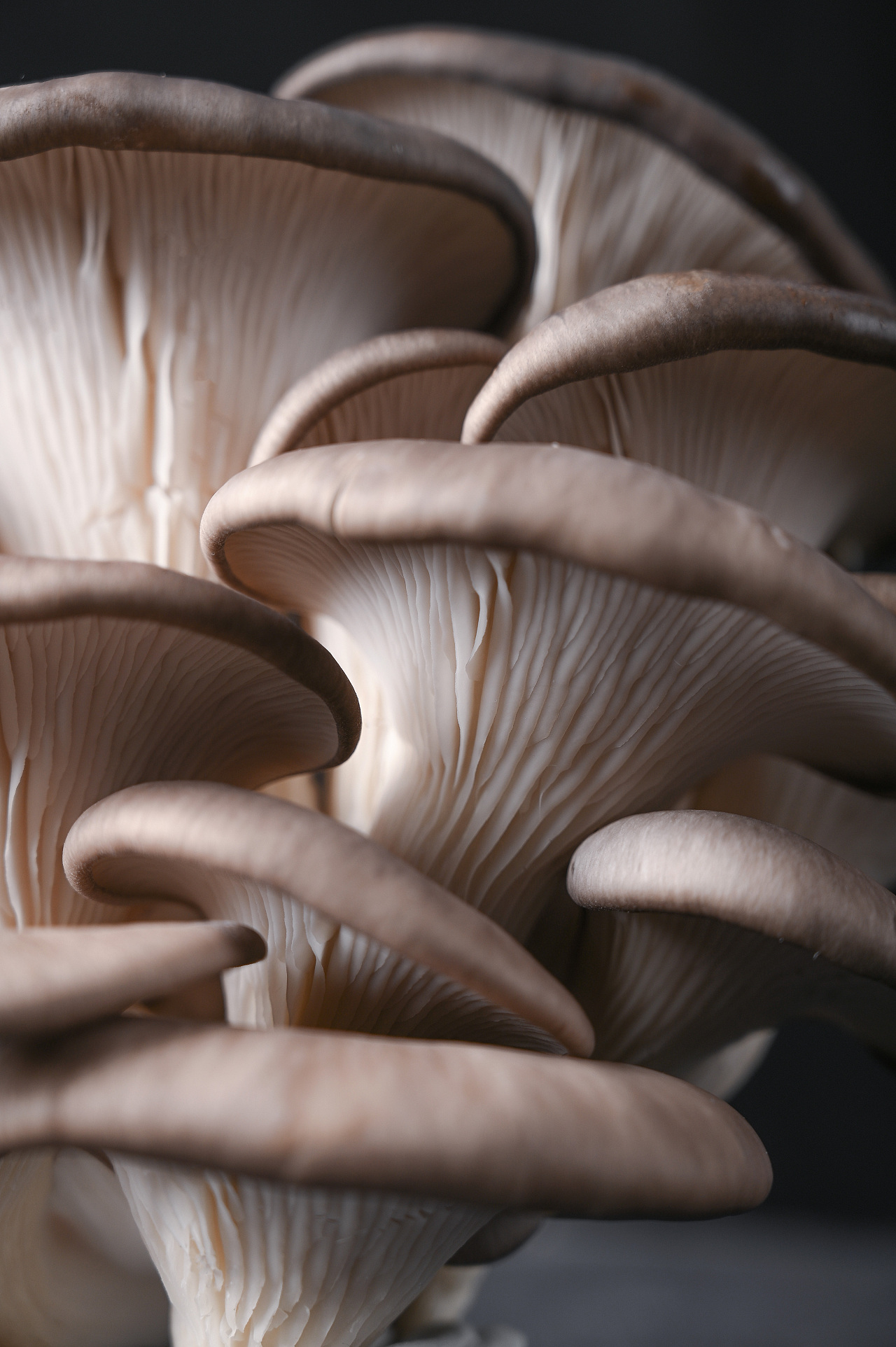 美食拍摄蘑菇拍摄静物拍摄