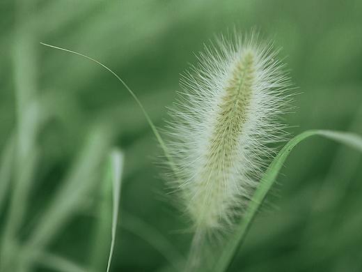 #人间四时#薄荷味的夏天（个人主页-ZNTQyMjU1NDA=） - 风光摄影 - 站酷设计师一修_原创素材 - 站酷ZCOOL