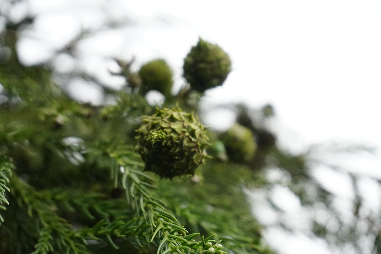 四川/雅安/瓦屋山/雅女湖/望鱼古镇